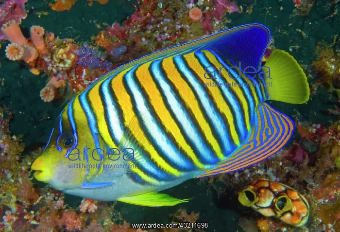 : Regal angelfish (Pygoplites diacanthus) : Regal angelfish (Pygoplites diacanthus)