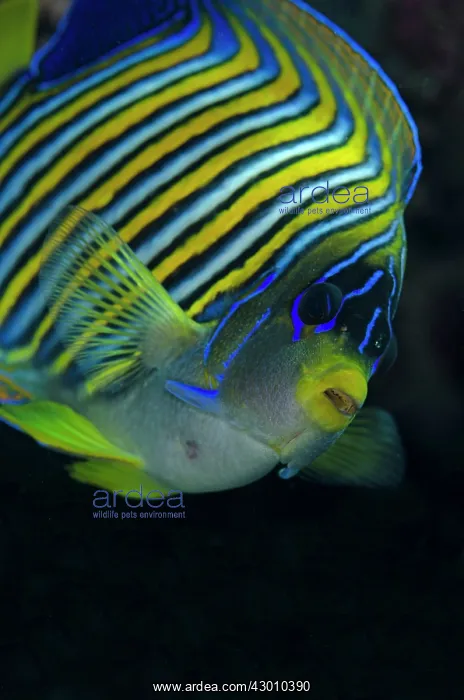 : Regal Angelfish Tatawa Besar dive site, between : Regal Angelfish Tatawa Besar dive site, between