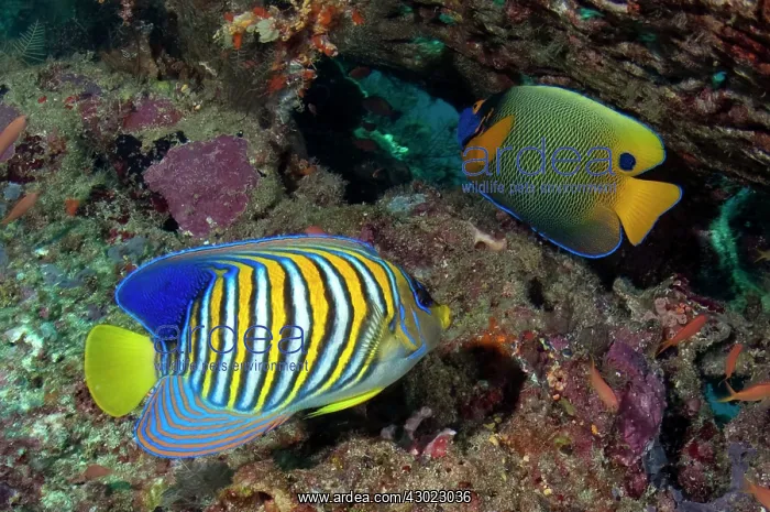 : Regal Angelfish with Yellowmask Angelfish (Pomacanthus : Regal Angelfish with Yellowmask Angelfish (Pomacanthus
