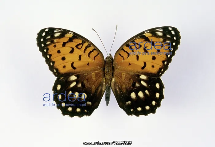 : Regal Fritillary Butterfly : Regal Fritillary Butterfly