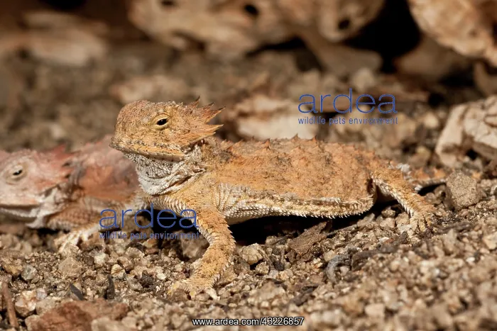 : Regal Horn Lizard, Phtymosoma solare, South : Regal Horn Lizard, Phtymosoma solare, South