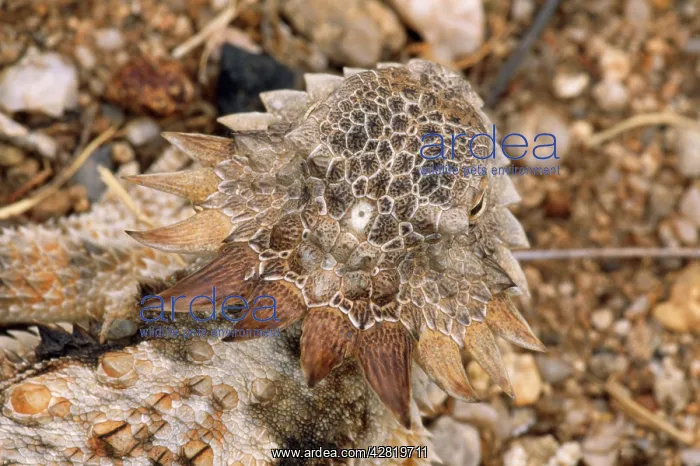 : Regal Horned LIZARD : Regal Horned LIZARD