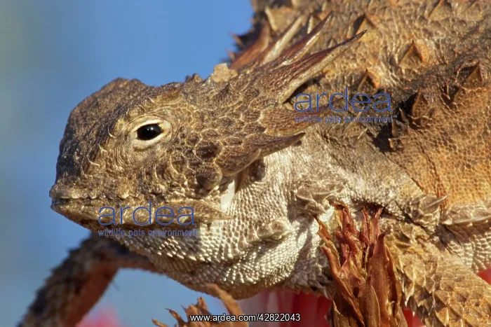 : Regal Horned Lizard : Regal Horned Lizard