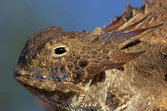 : Regal Horned Lizard : Regal Horned Lizard