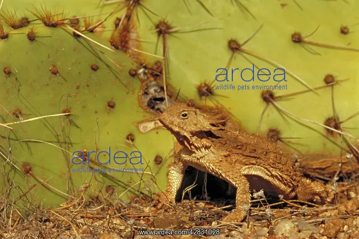 : Regal Horned Lizard : Regal Horned Lizard