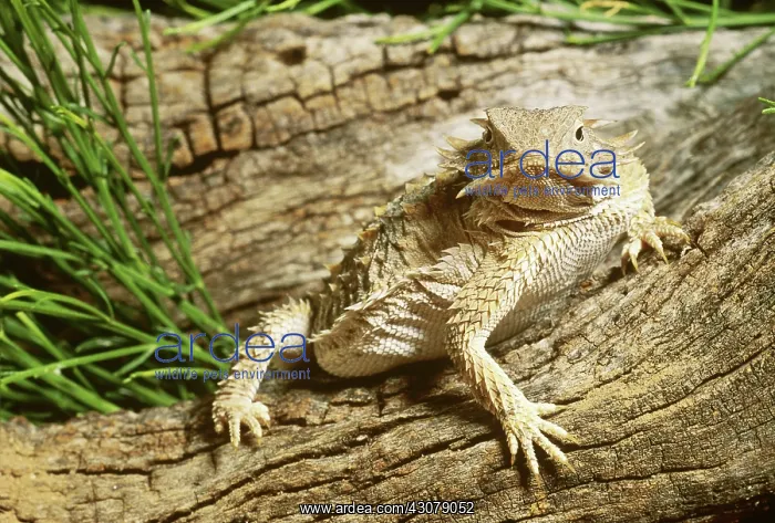 : Regal Horned Lizard : Regal Horned Lizard