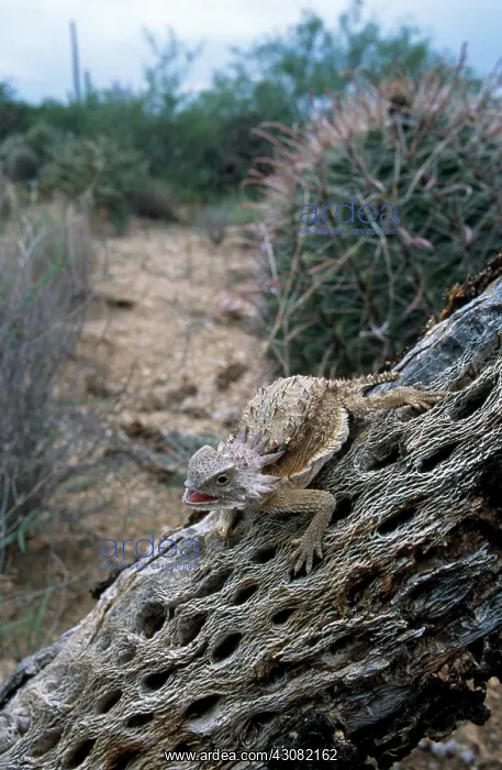 : Regal Horned Lizard : Regal Horned Lizard