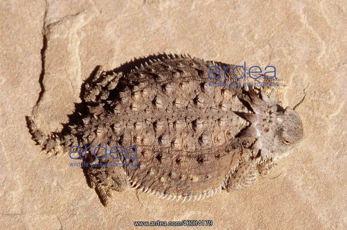 : Regal Horned Lizard : Regal Horned Lizard