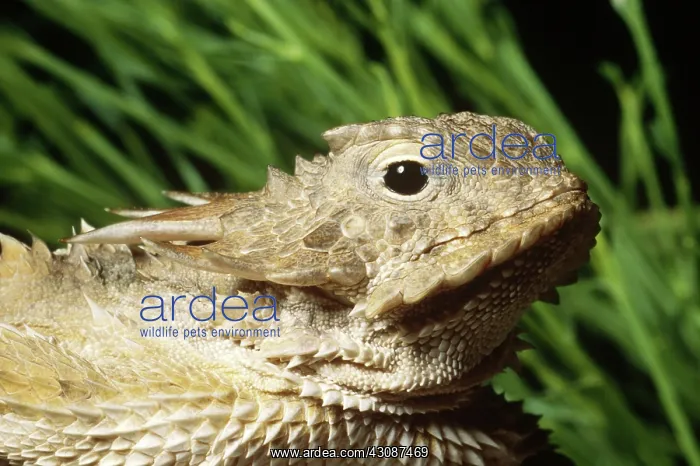 : Regal Horned Lizard : Regal Horned Lizard