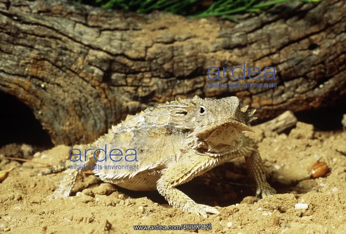 : Regal Horned Lizard : Regal Horned Lizard