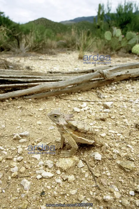 : Regal Horned Lizard : Regal Horned Lizard