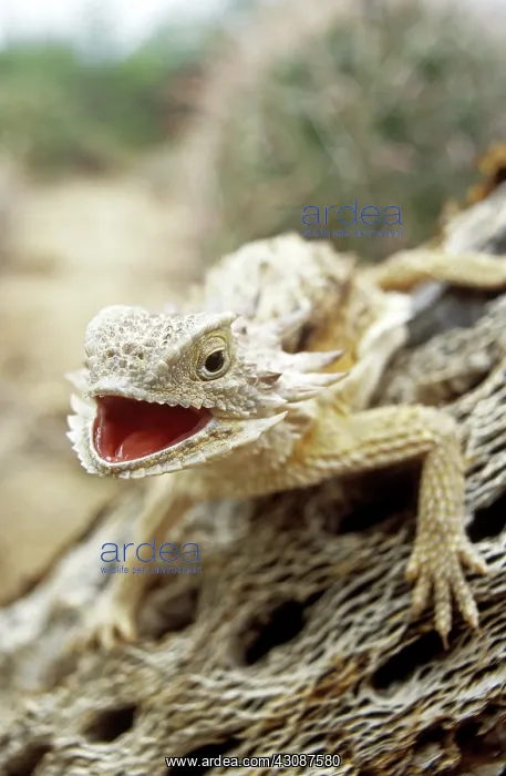 : Regal Horned Lizard : Regal Horned Lizard