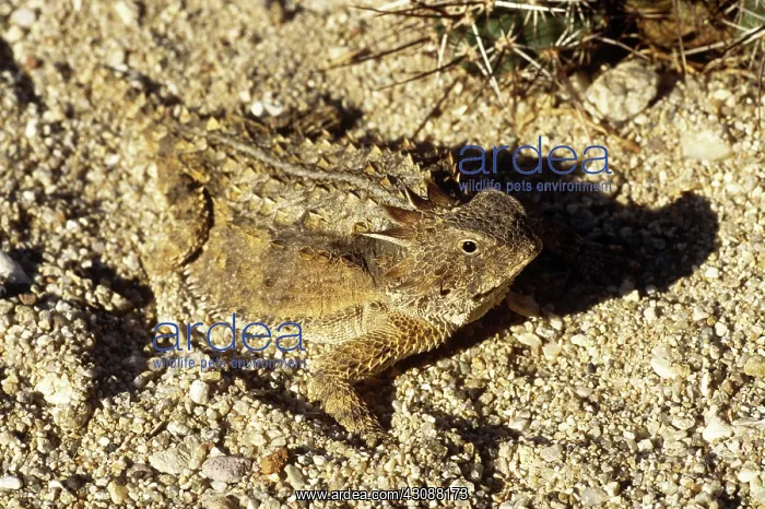 : Regal Horned Lizard : Regal Horned Lizard