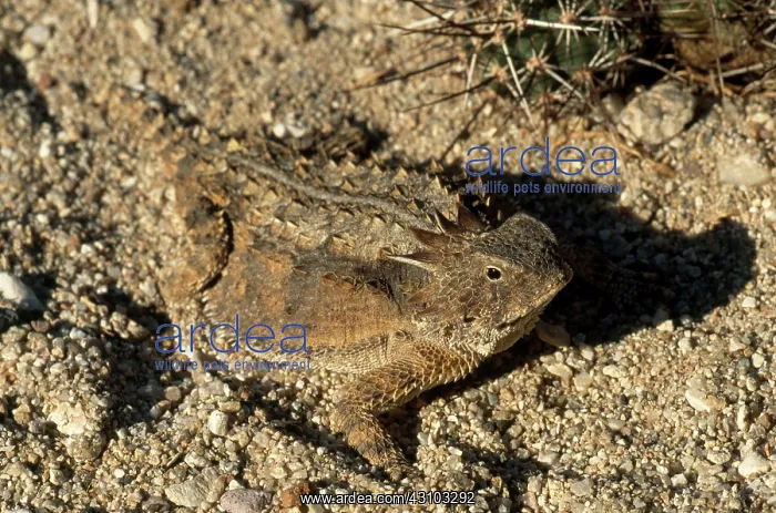 : Regal Horned Lizard : Regal Horned Lizard