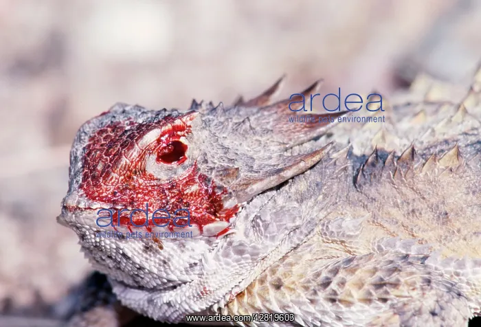 : Regal Horned LIZARD - discharging blood from eye : Regal Horned LIZARD - discharging blood from eye