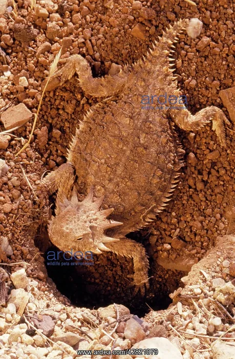 : Regal Horned Lizard - Female, constructing nest : Regal Horned Lizard - Female, constructing nest
