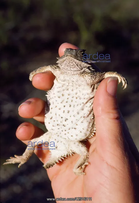: REGAL HORNED LIZARD - IN HAND : REGAL HORNED LIZARD - IN HAND