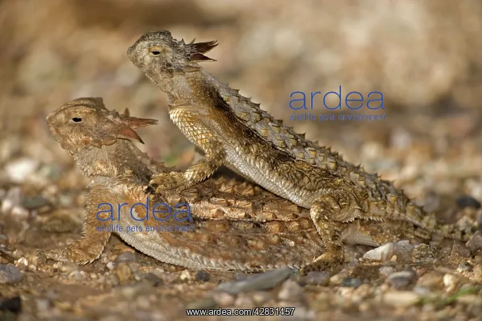 : Regal Horned Lizard - pair mating : Regal Horned Lizard - pair mating