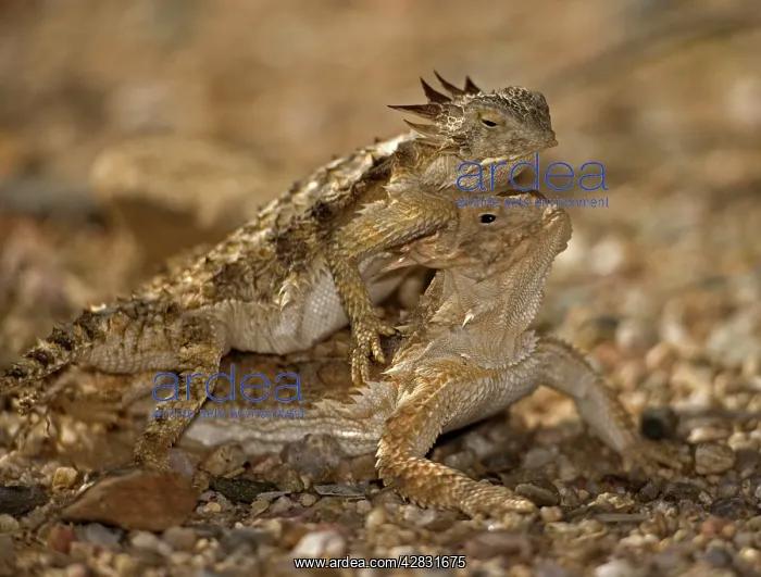 : Regal Horned Lizard - pair mating : Regal Horned Lizard - pair mating