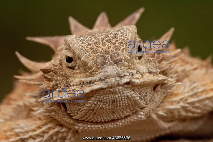  : Regal Horned Lizard, Phrynosoma solare