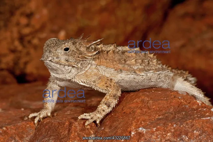 : Regal Horned Lizard, Phrynosoma solare : Regal Horned Lizard, Phrynosoma solare
