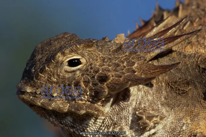 : Regal horned lizard (Phrynosoma solare) - Sonoran desert - A : Regal horned lizard (Phrynosoma solare) - Sonoran desert - A