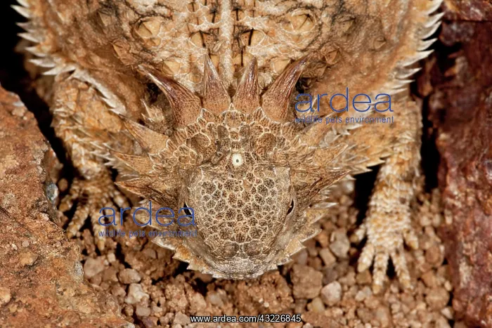 : Regal Horned Lizard (Pineal Eye Visible) : Regal Horned Lizard (Pineal Eye Visible)