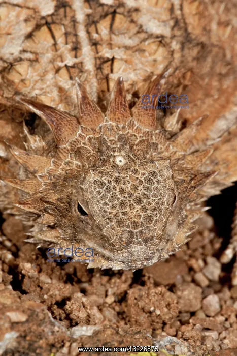 : Regal Horned Lizard (Pineal Eye Visible)Phrynosoma : Regal Horned Lizard (Pineal Eye Visible)Phrynosoma
