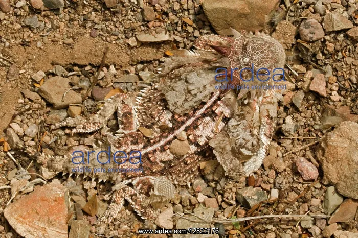 : Regal Horned Lizard - Shedding skin and burying : Regal Horned Lizard - Shedding skin and burying