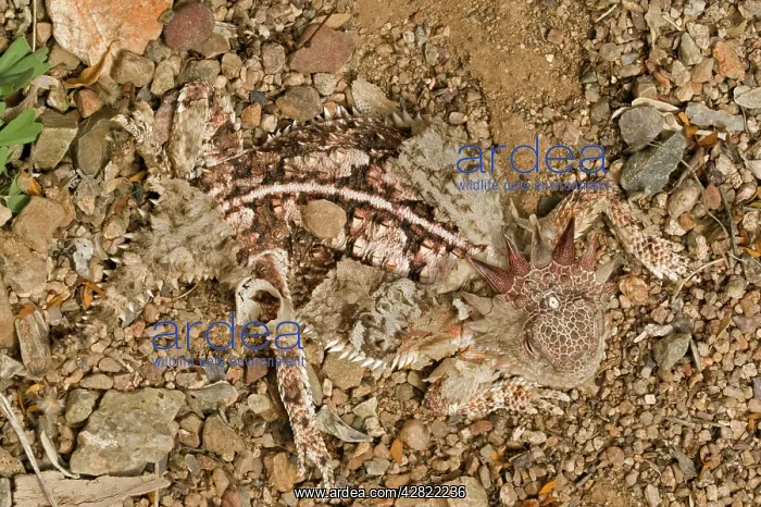 : Regal Horned Lizard - Shedding skin and burying : Regal Horned Lizard - Shedding skin and burying