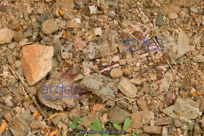 : Regal Horned Lizard - Shedding skin and burying : Regal Horned Lizard - Shedding skin and burying