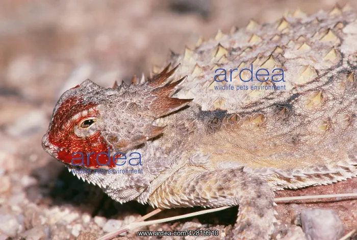 : Regal Horned LIZARD - showing defence behaviour : Regal Horned LIZARD - showing defence behaviour