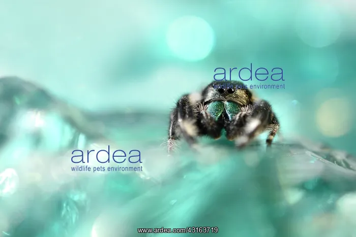 : Regal Jumping Spider : Regal Jumping Spider