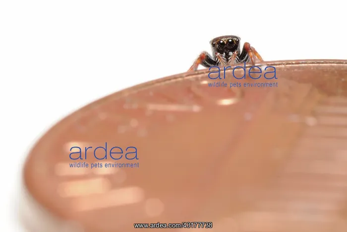 : Regal jumping spider : Regal jumping spider