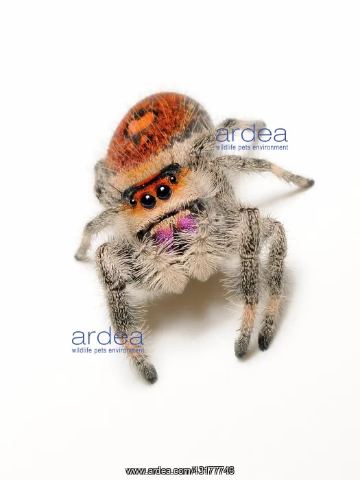: Regal jumping spider : Regal jumping spider