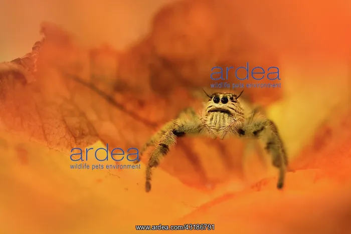 : Regal Jumping Spider : Regal Jumping Spider
