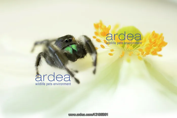 : Regal Jumping Spider : Regal Jumping Spider
