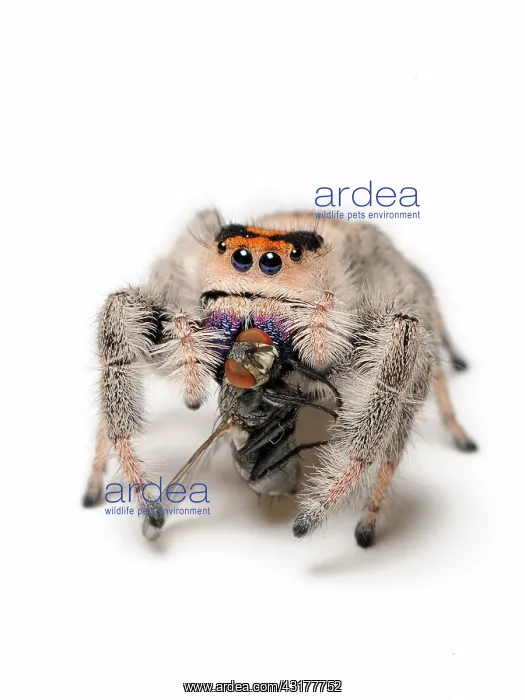 : Regal jumping spider with prey : Regal jumping spider with prey