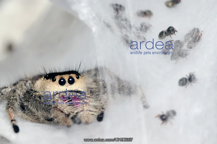 : Regal jumping spiderlings and mother in nest : Regal jumping spiderlings and mother in nest