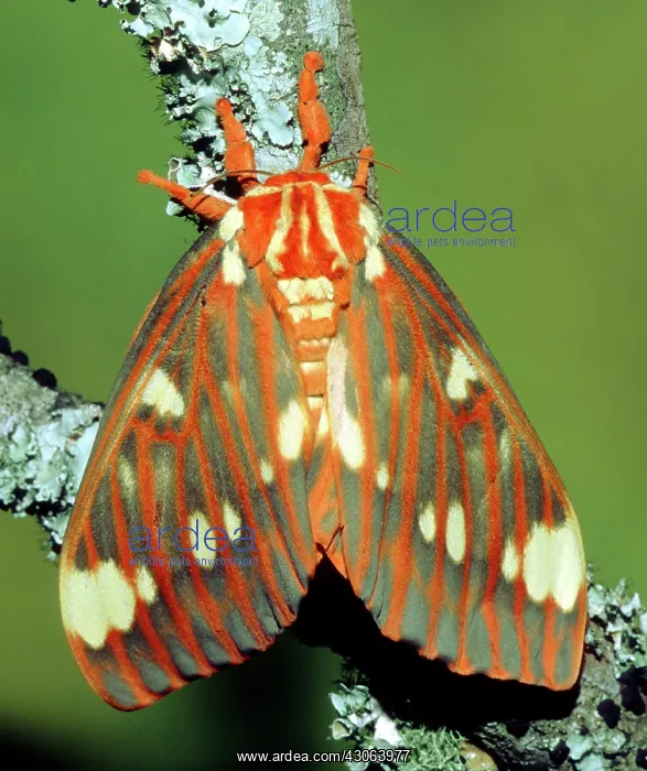 : Regal Moth : Regal Moth
