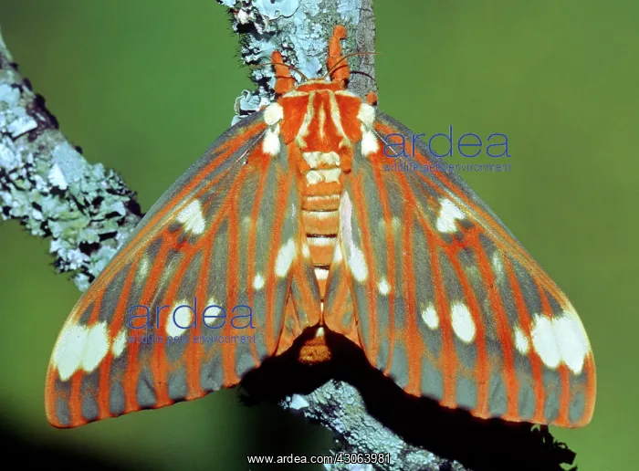  : Regal Moth