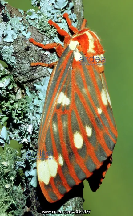 : Regal Moth : Regal Moth