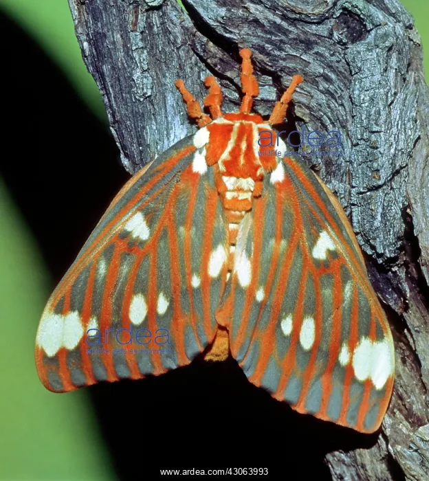 : Regal Moth : Regal Moth