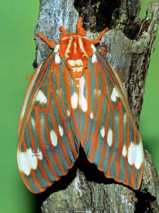 : Regal Moth : Regal Moth