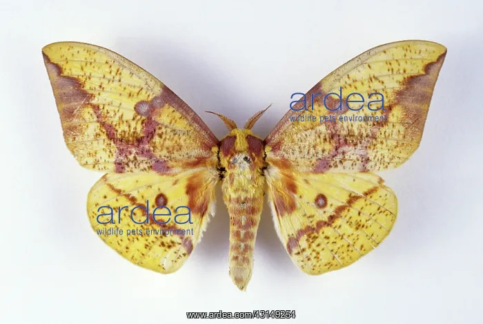  : Regal Moth