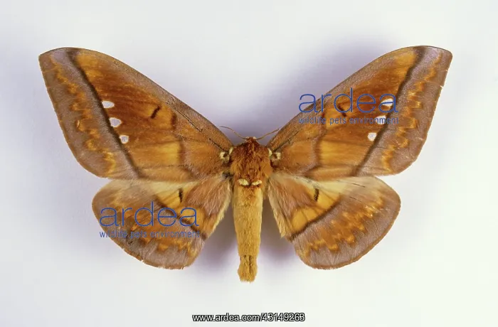 : Regal Moth : Regal Moth