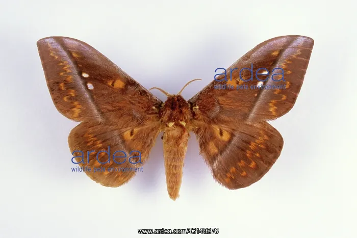 : Regal Moth : Regal Moth