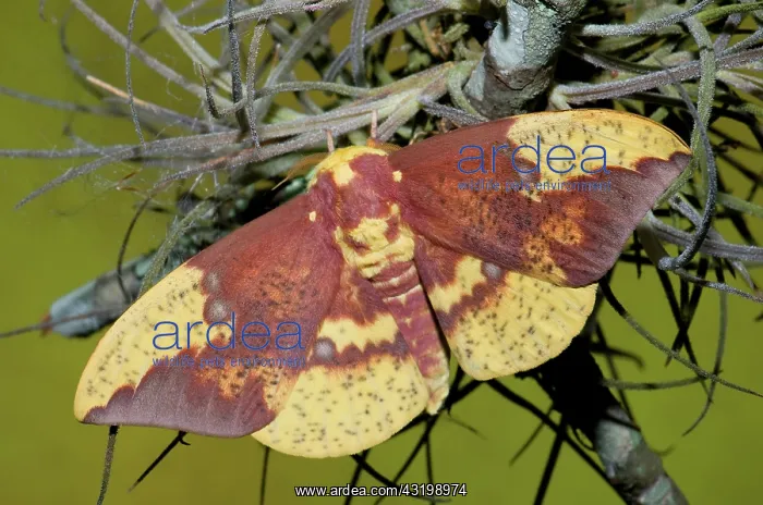  : Regal Moth