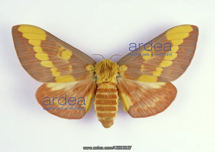  : Regal Moth