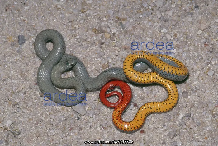 : Regal Ringneck Snake : Regal Ringneck Snake